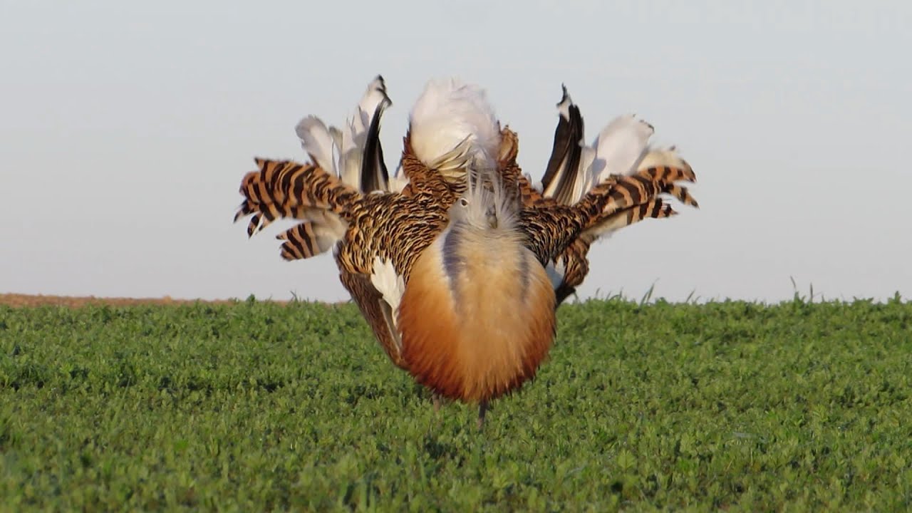 voir les grandes outardes a villafafila
