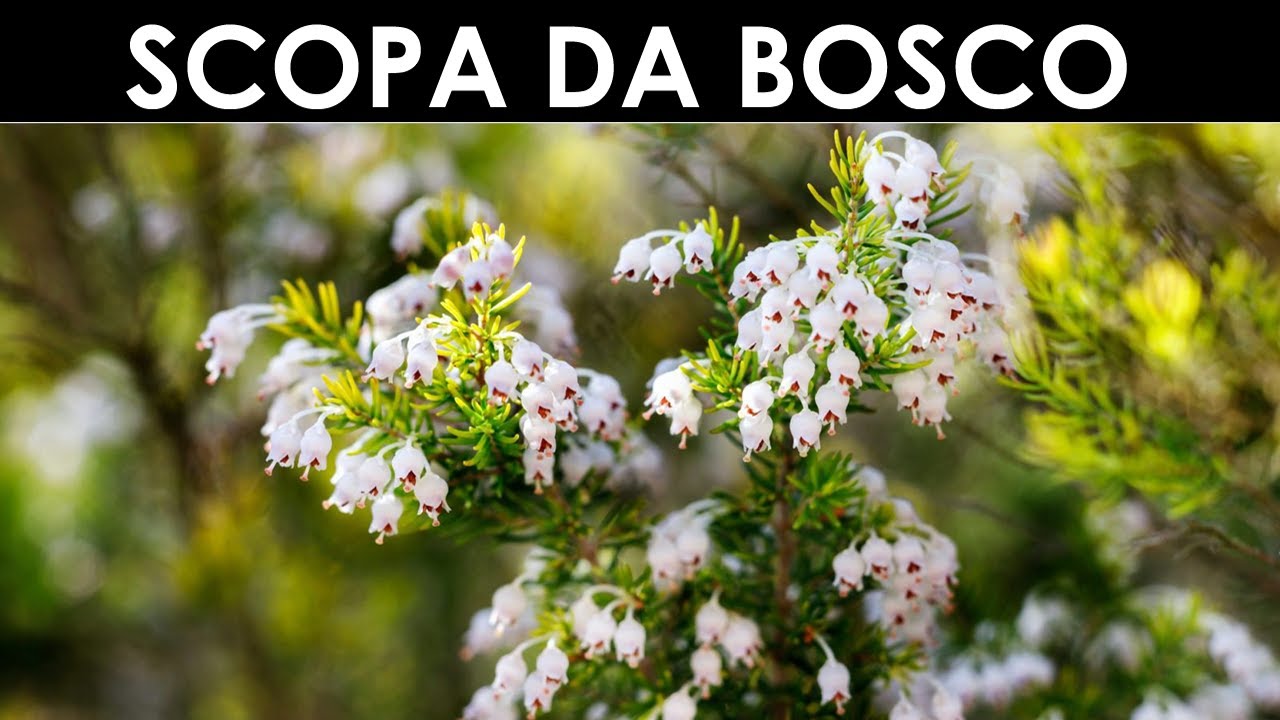 VErba Volant- Stipa, scopa, insomma, Erica arborea.
