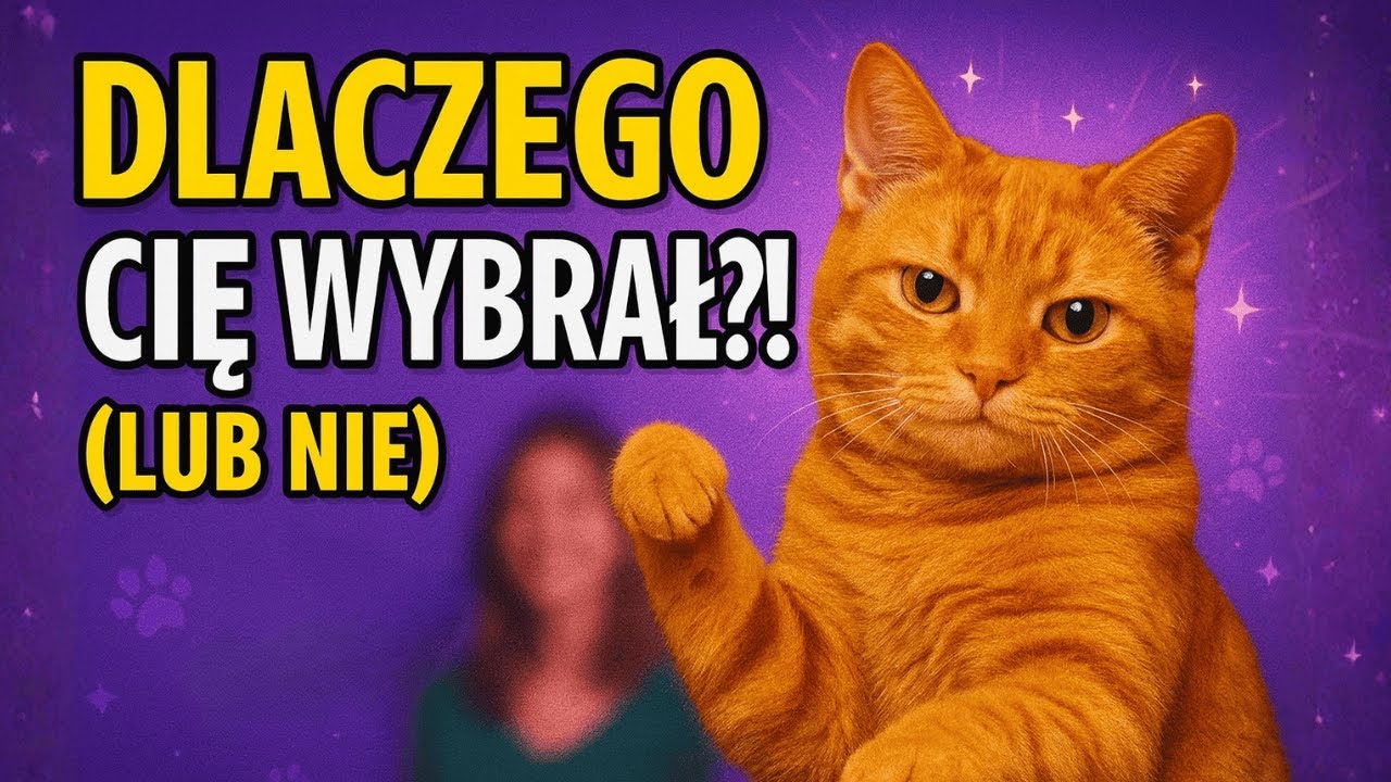 Jak KOT wybiera SWOJEGO człowieka? - To NIE przypadek!