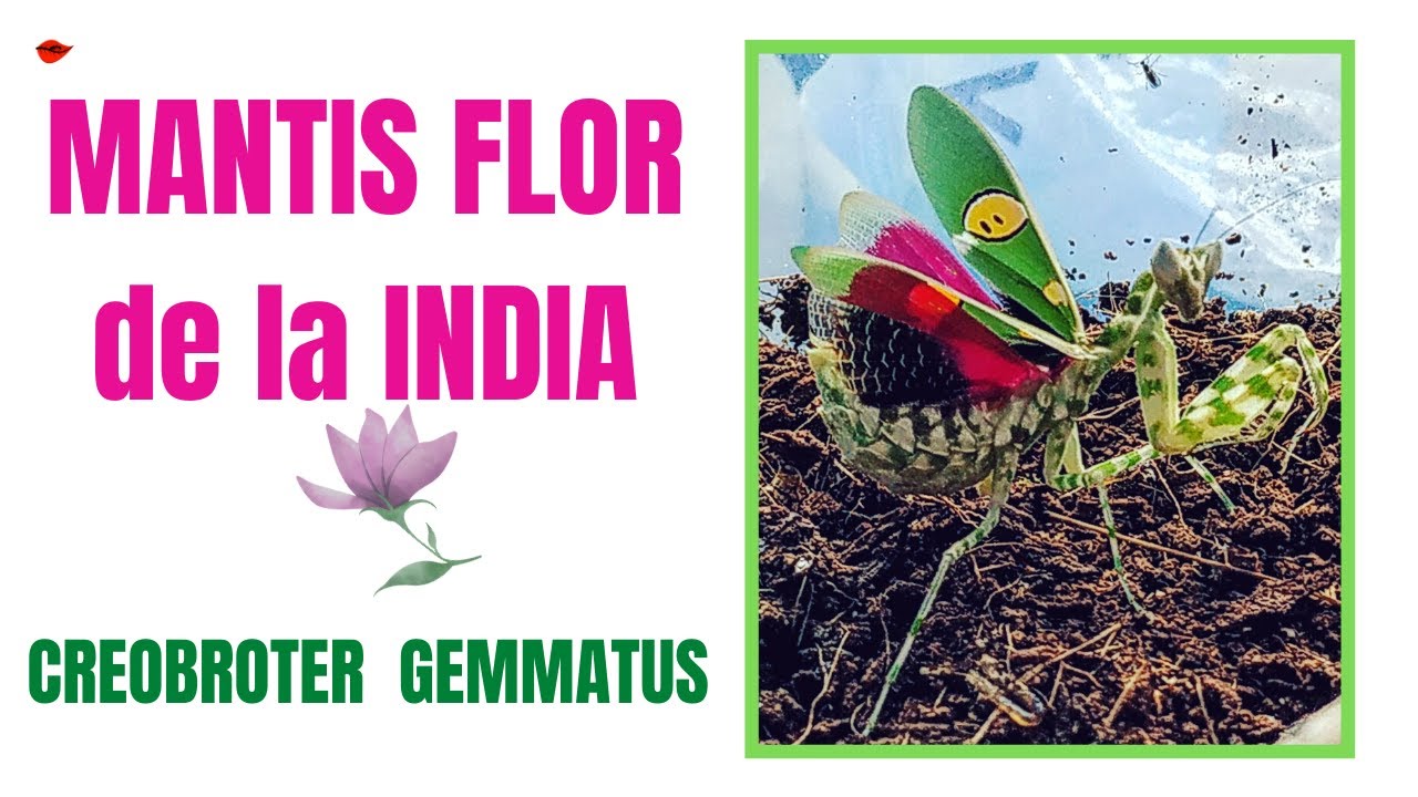 💐 MANTIS FLOR de la INDIA 👽 (CREOBROTER GEMMATUS) CRIA, CUIDADOS, ALIMENTACIÓN, REPRODUCCIÓN y ➕