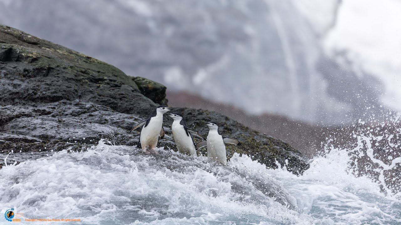 Three Little Penguins - South Orkney Islands