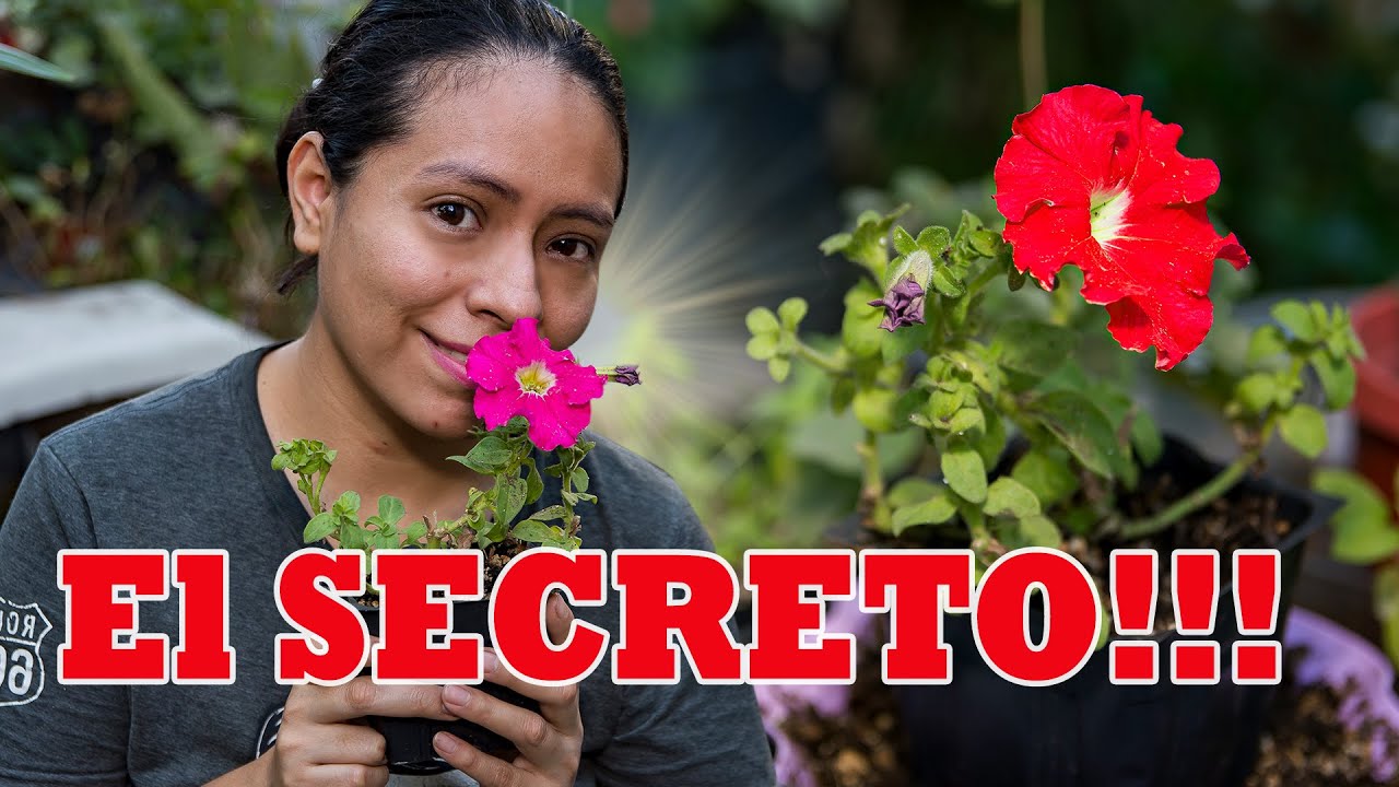 el secreto 🤯😈 de las Petunias  🌺👩‍🌾🤯