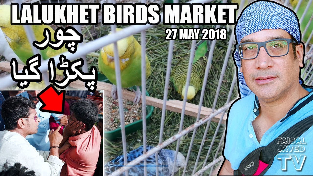 Beautiful Birds in Karachi | Lalukhet Birds Market | Baby Parrot | Talking Parrot |  URDU/Hindi