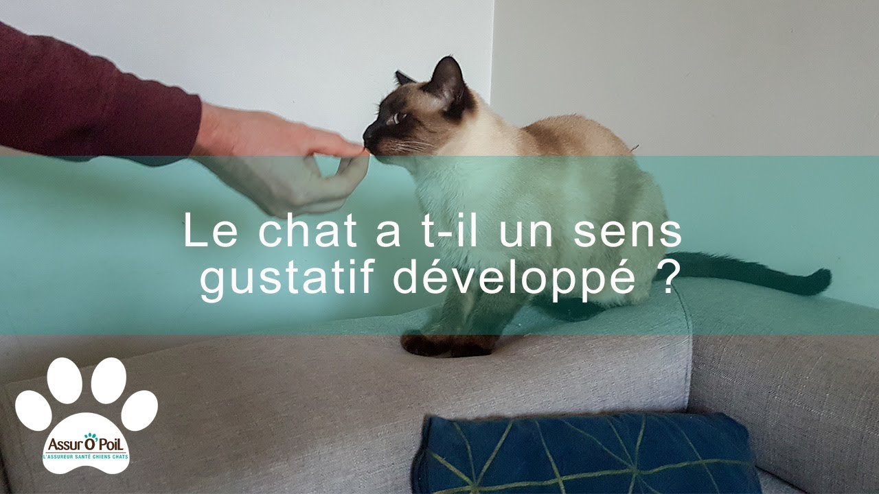 3 choses &agrave; savoir sur le sens gustatif du chat | Assur O'Poil