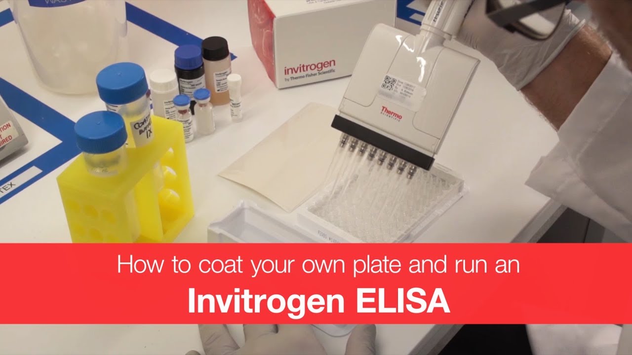 How to coat your own plate and run an Invitrogen ELISA kit