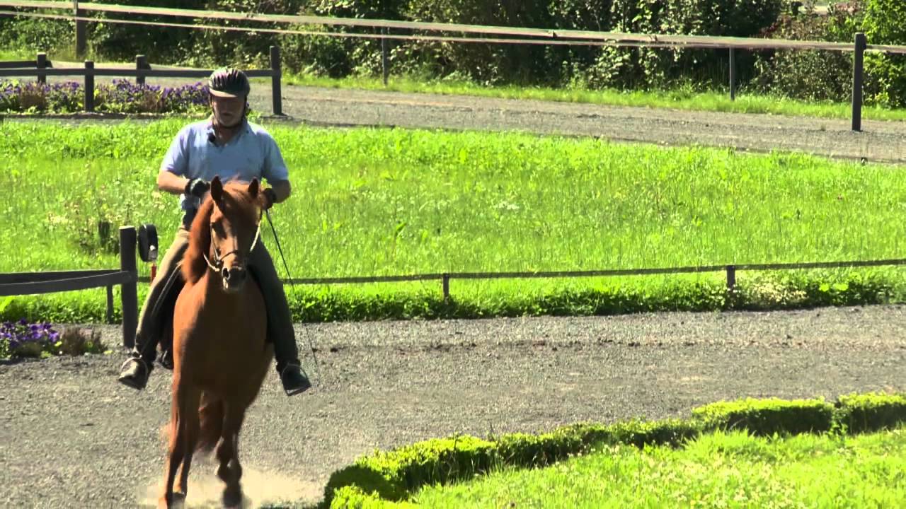 Gnýpa von Aegidienberg - ehemaliges Verkaufspferd - Video vom 02.08.2011