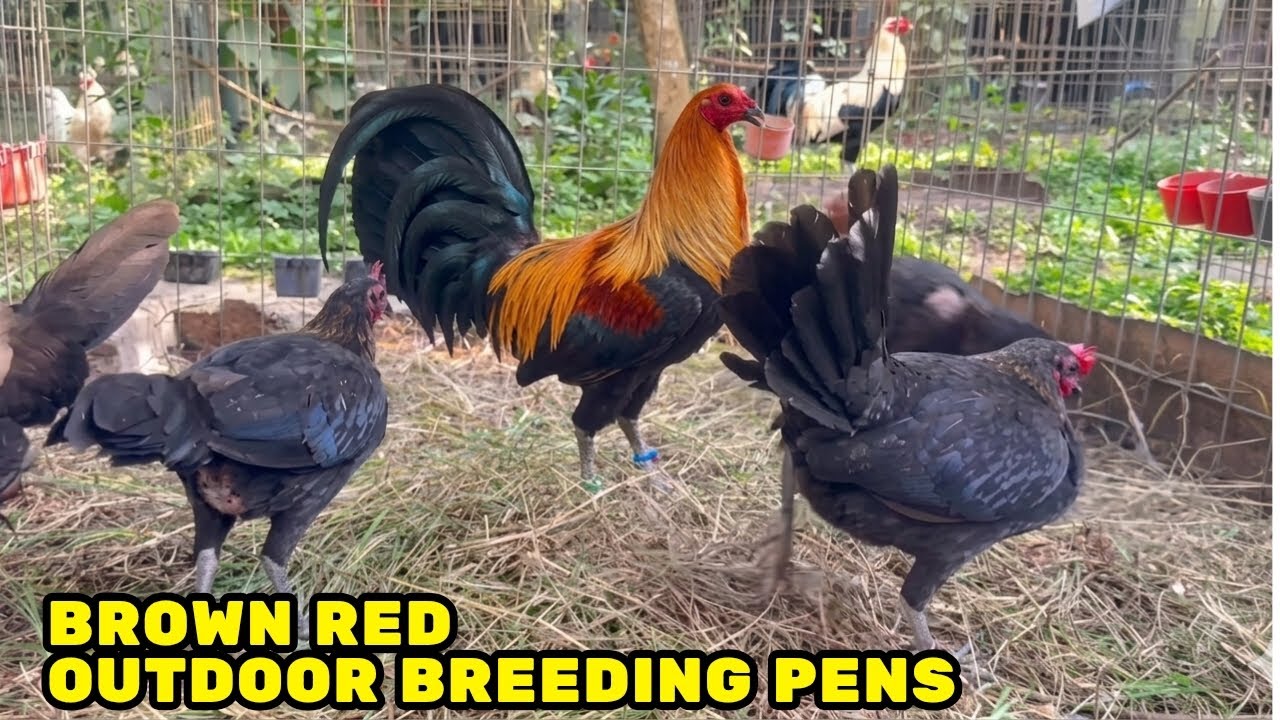 BROWNRED Outdoor Breeding Pens - Corral Roberto Greer Farm Feeding Time Shape Chicken Coop Outdoor