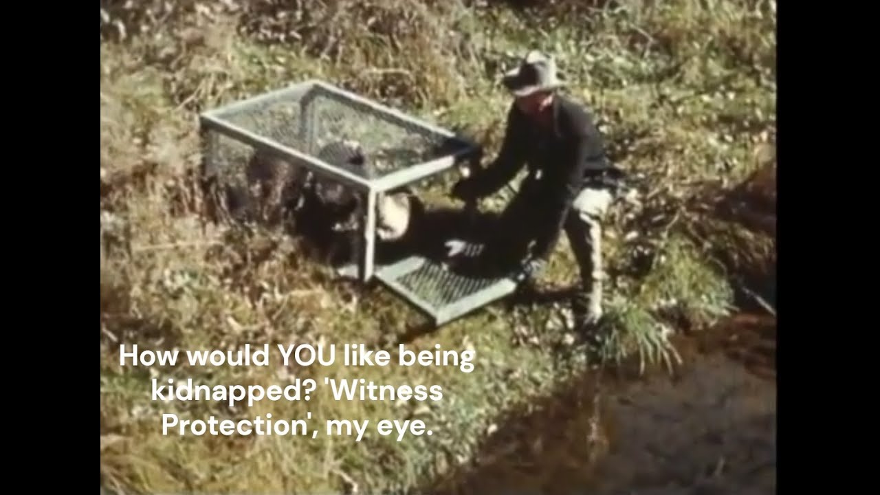 Parachuting Beavers: Beaver Action Heroes