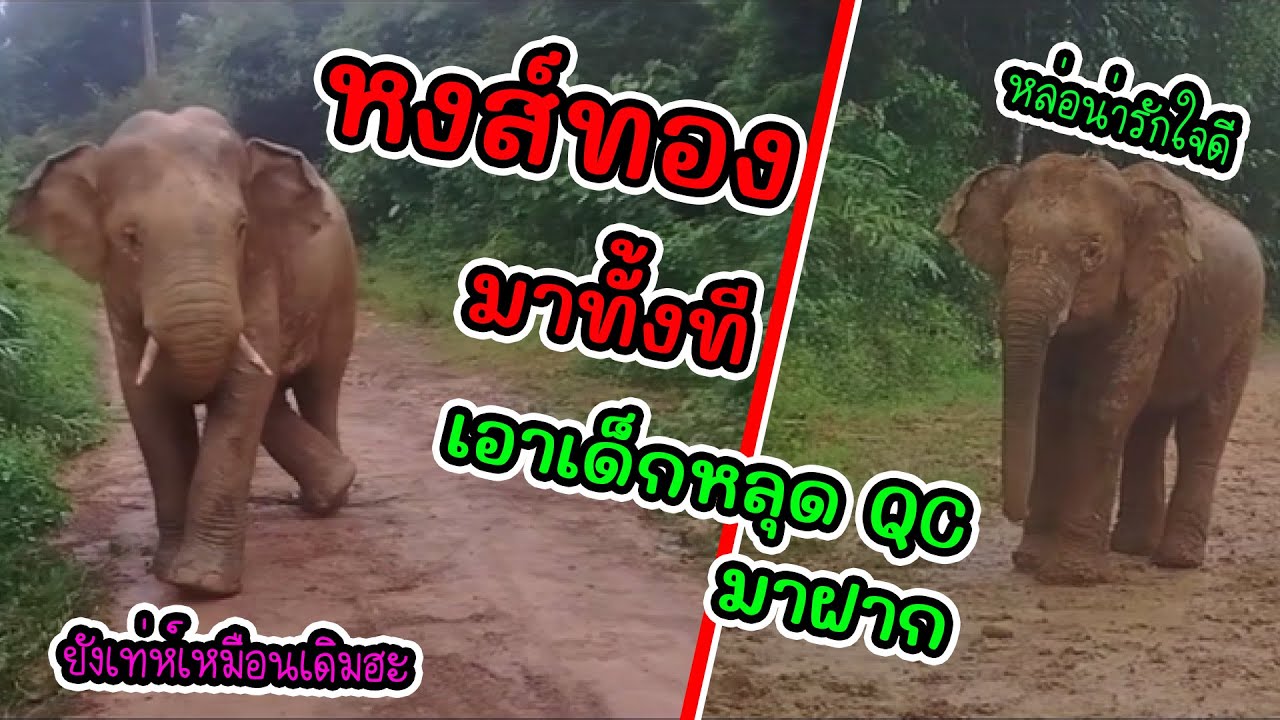 ตามรอยพี่! พลายหงส์ทองพาน้องเปิดตัว เตรียมรับช้างป่าหลุด QC ตัวถัดไปของอุทธยานแห่งชาติน้ำตกคลองแก้ว