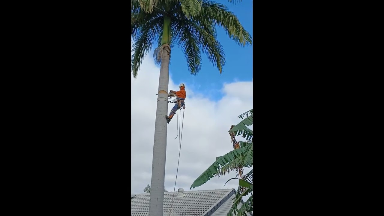 Cuban Royal Palm Removal & Stump Grind