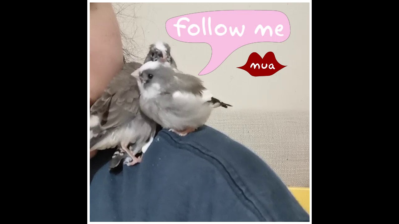 Diamantini mandarini allevati a mano (australian zebra finches)