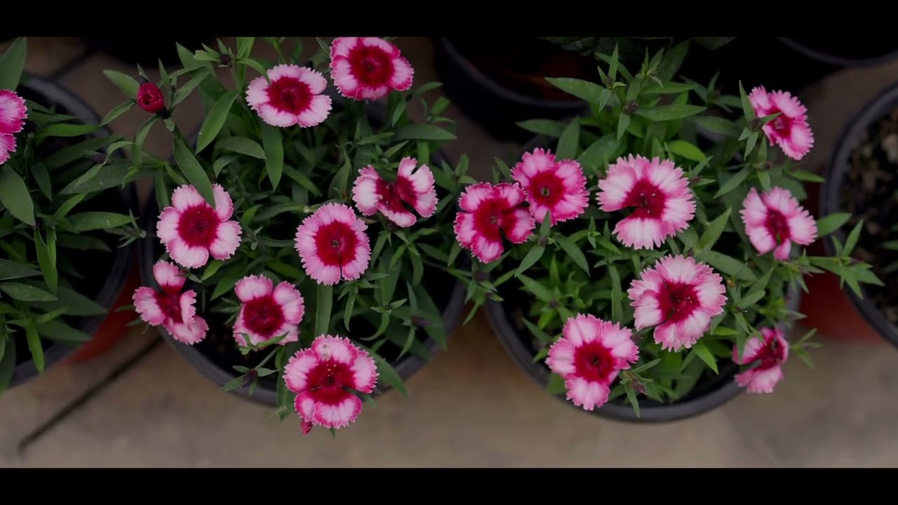 Winner House Garden, Jan 2023, Jamshedpur 