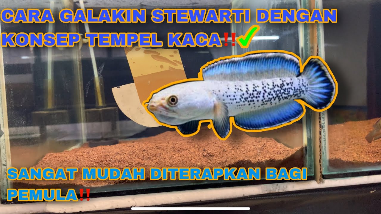 CARA GALAKIN STEWARTI YANG STRES DAN KEJANG-KEJANG‼️ #channastewartii