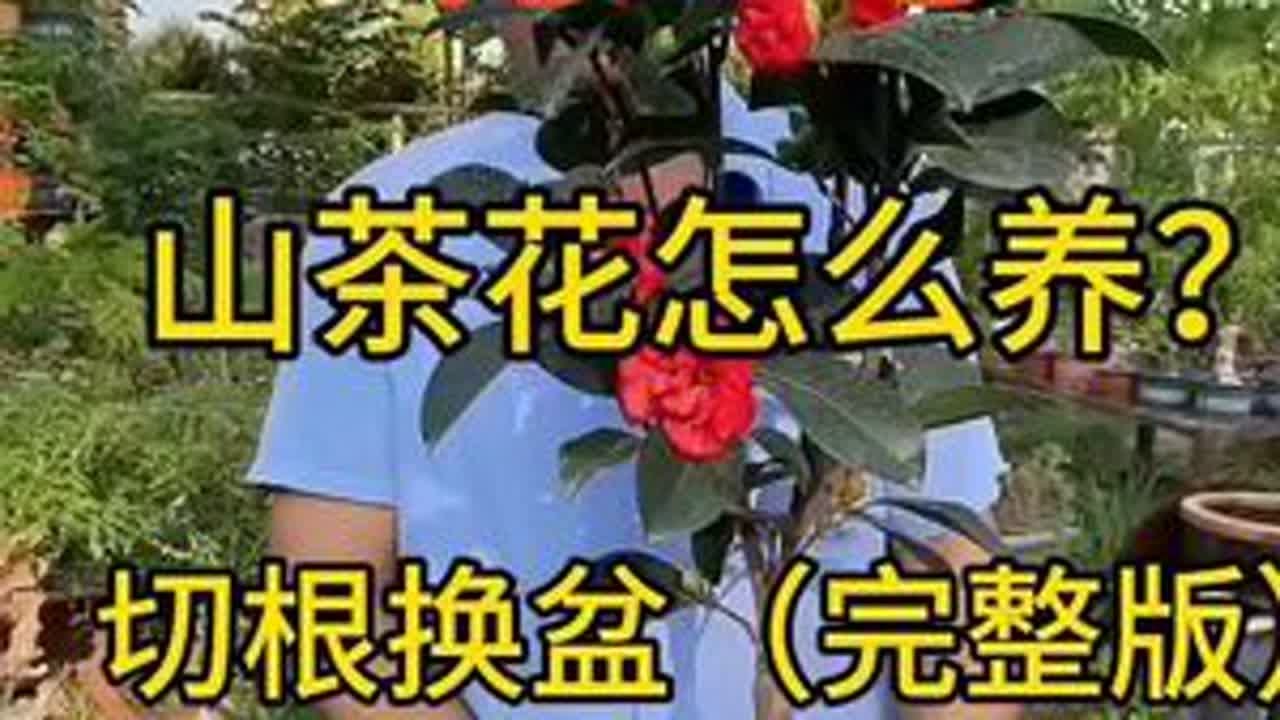 #茶花修根换盆完整版
