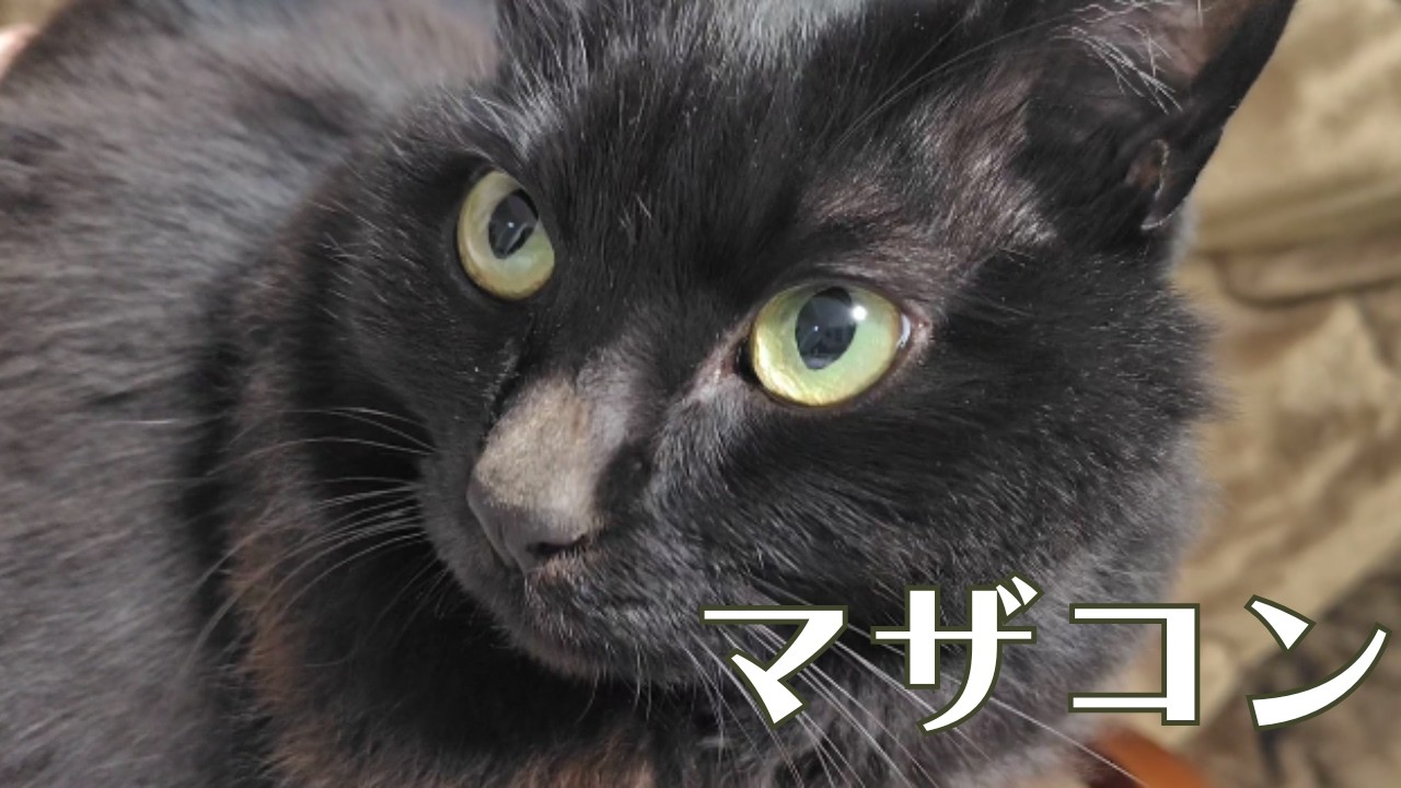 トモくんのマザコンっぷりはいかに…！？お嫁さんと出会って間もない黒子猫の反応がこちらｗｗｗ【日常Vlog with BlackCat】