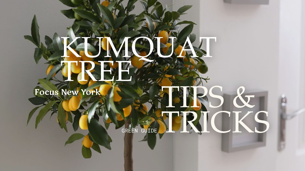 Kumquat Tree Tips & Tricks by Focus New York