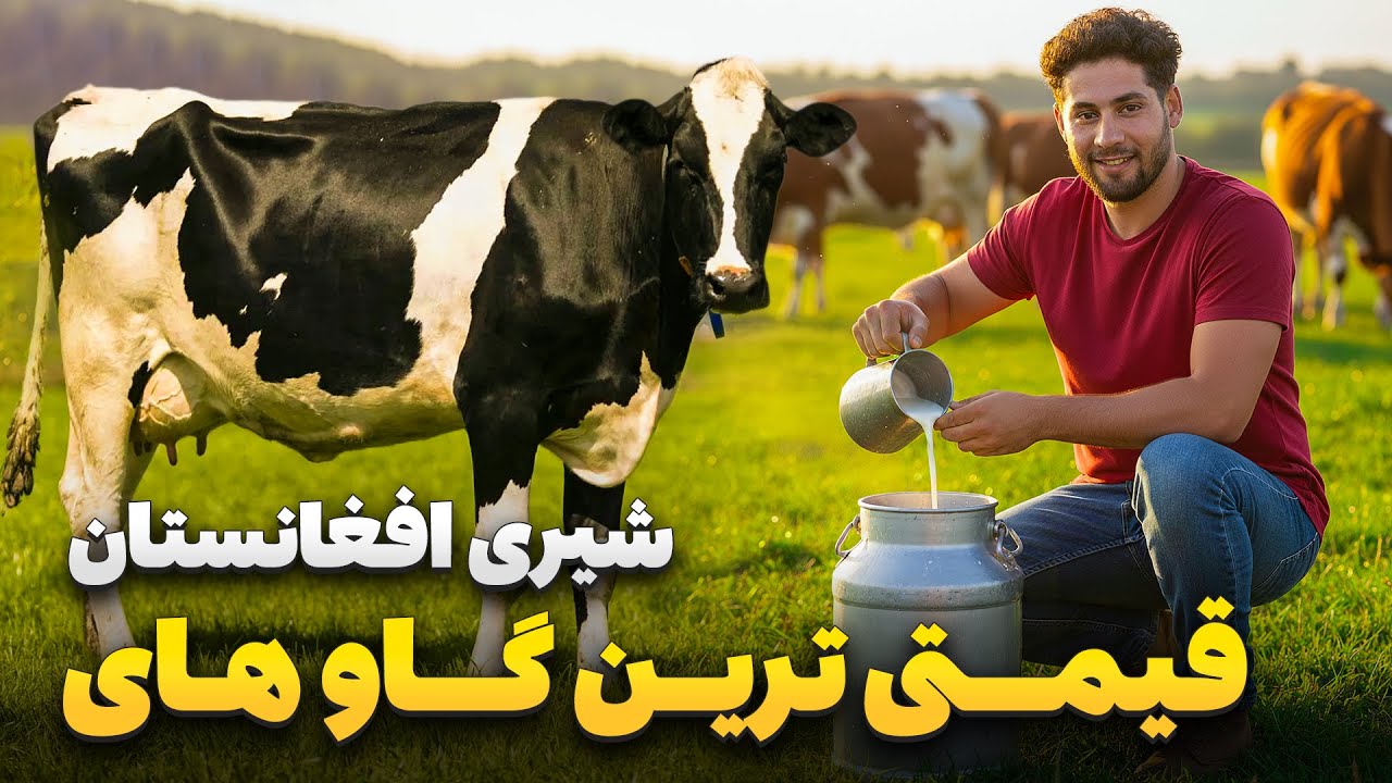 گزارش ویژه از بزرگترین و معیاری ترین فارم گاوداری در کابل