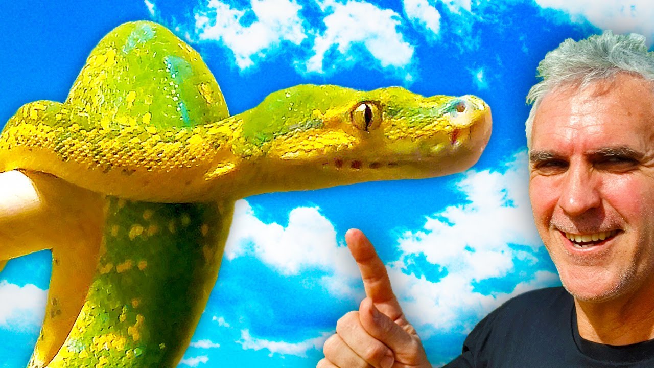 Breeder's BEST Tips for Green Tree Python Care