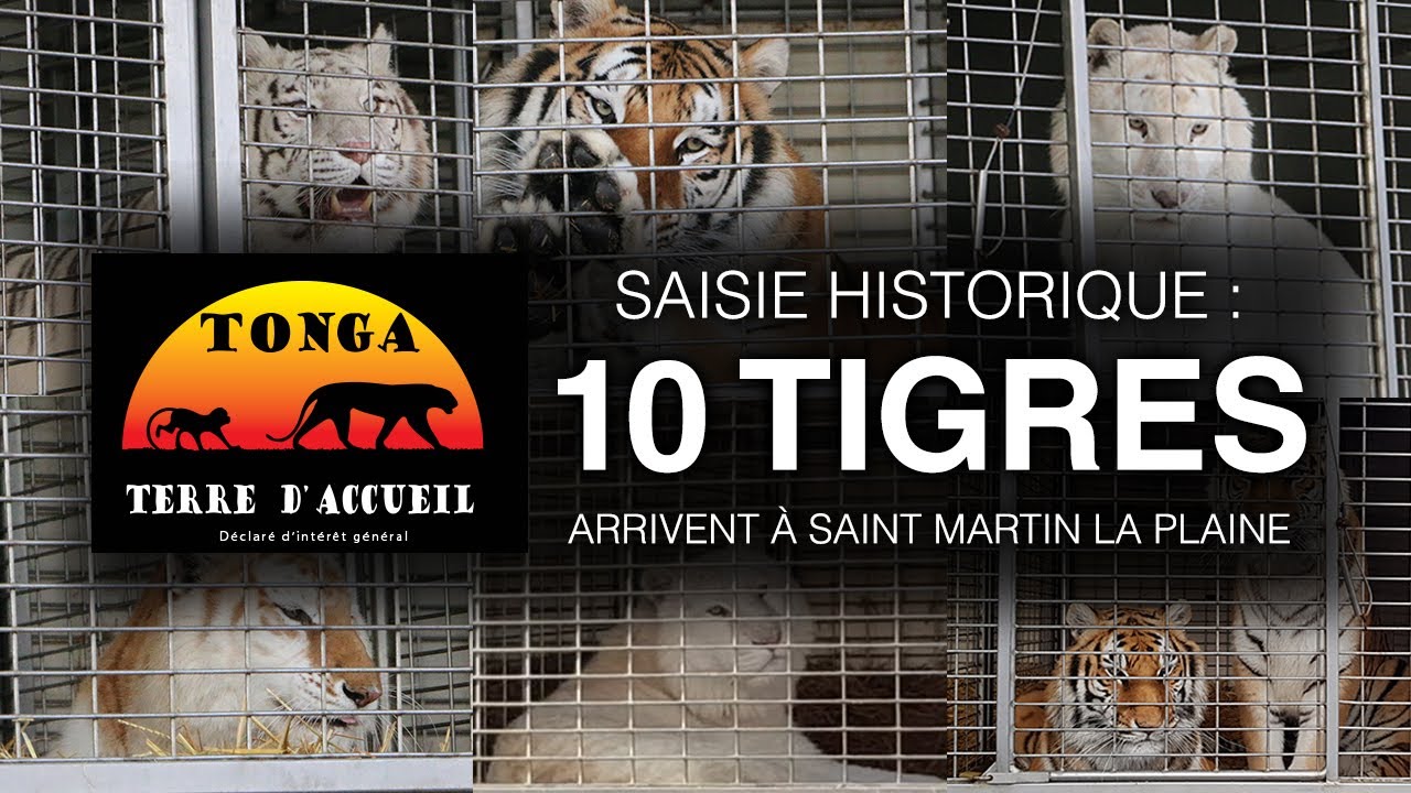 Saisie historique : 10 tigres arrivent à Saint Martin la Plaine