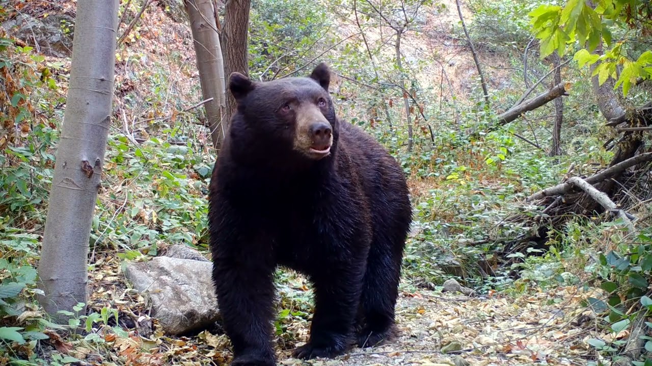 A Year In The Canyon In The Angeles National Forest: 2020 to 2021