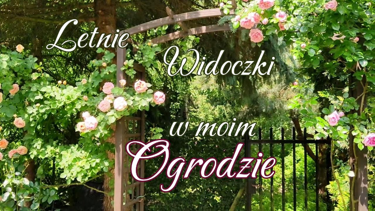 1. Lato w ogrodzie. Spacer. Różane zapachy :)