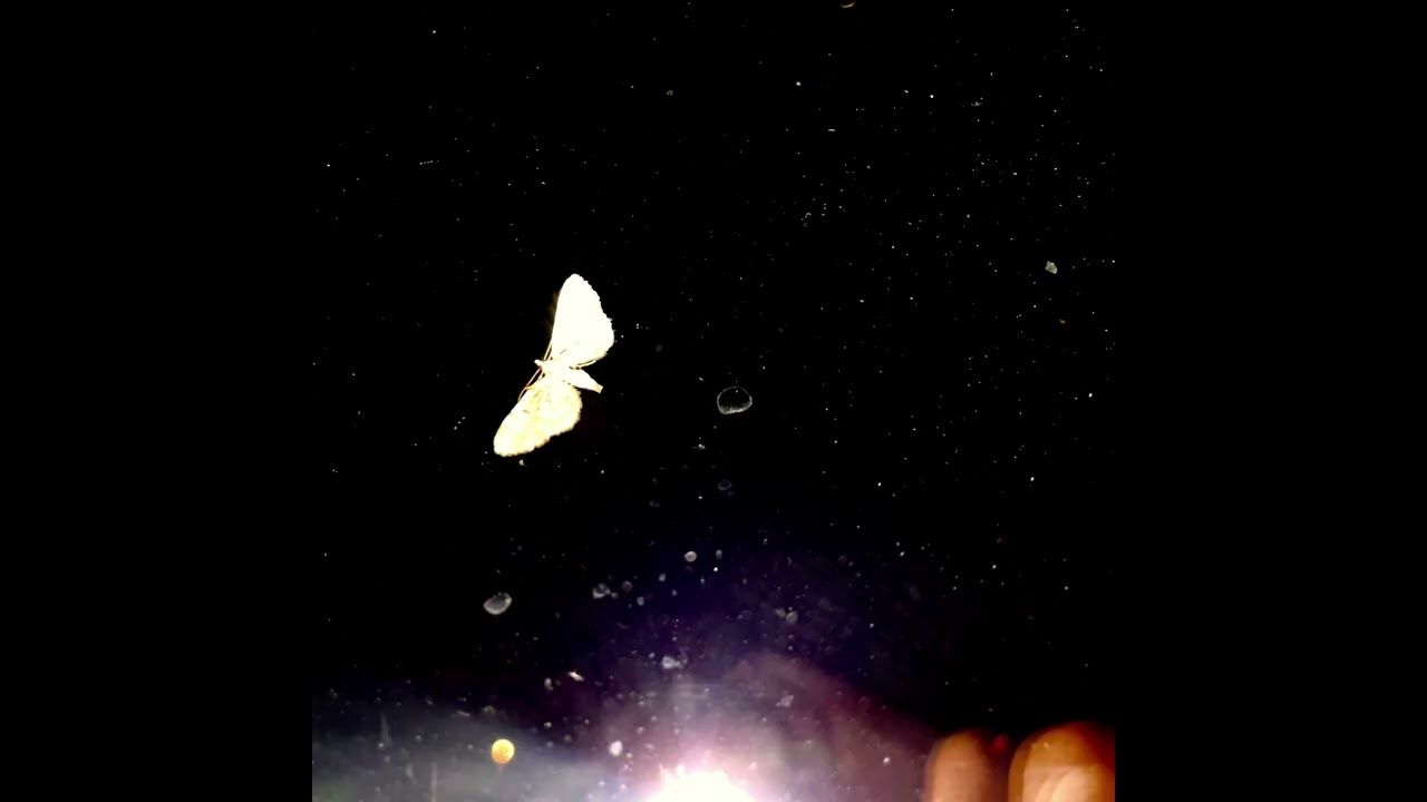 Where moths die - pifor (Full Album)