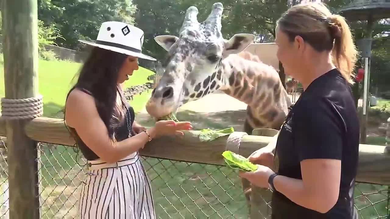 Giraffe feeding experience at the Greenville Zoo