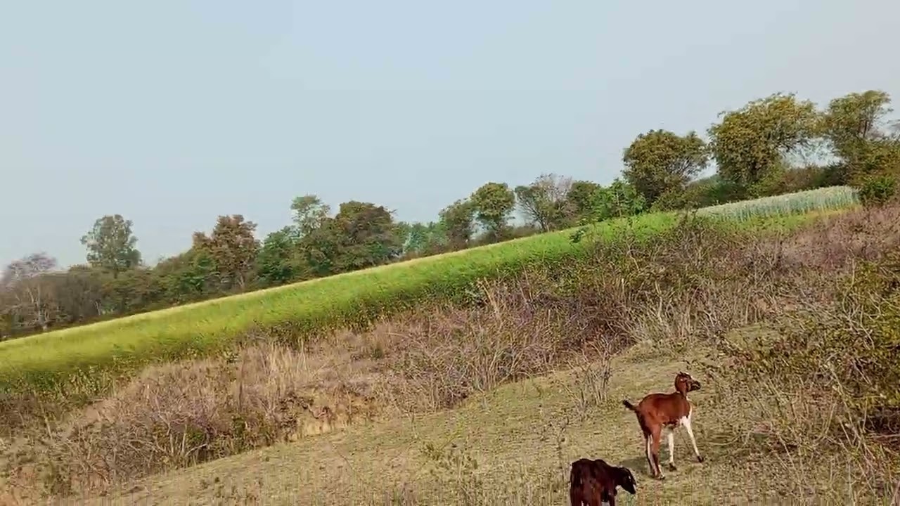 Goat farming plus farming