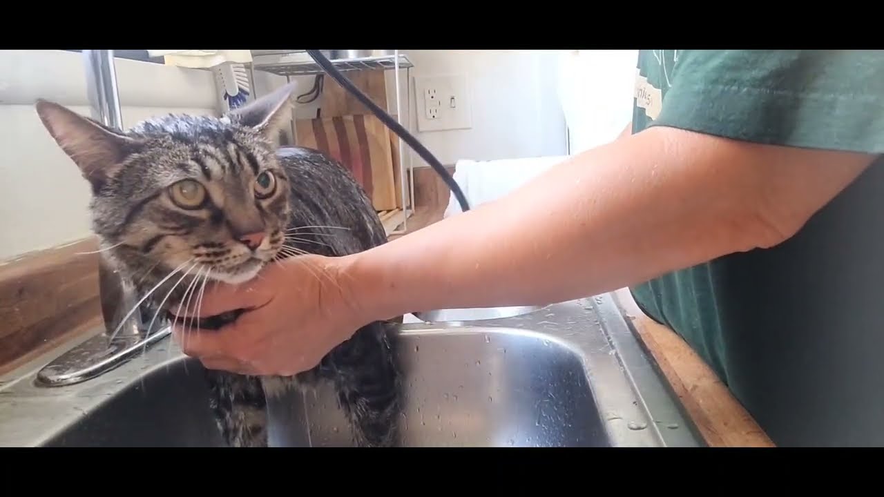 Escape artist cat gets a bath.