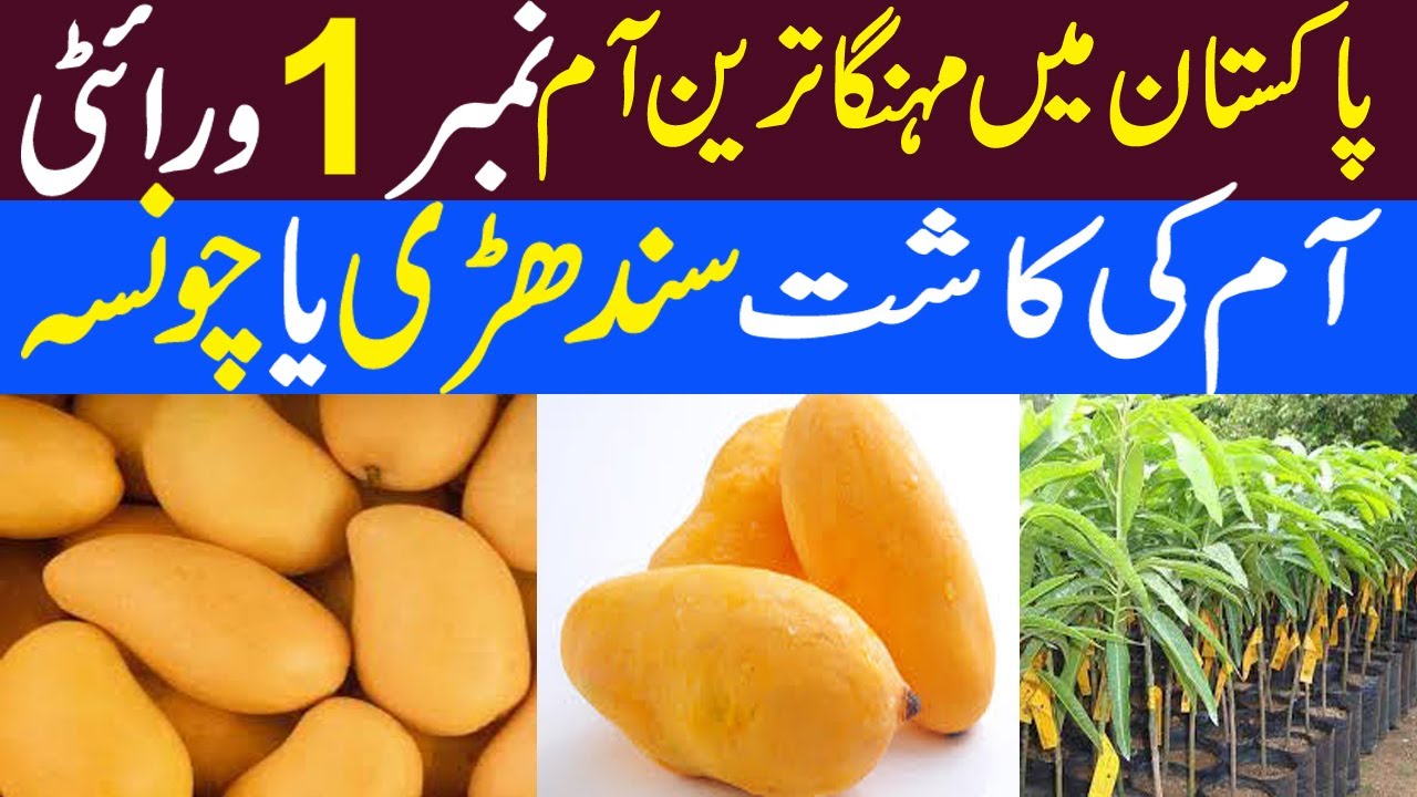 Best mango variety in Pakistan | Profitable mango variety | Commercially mango variety ||