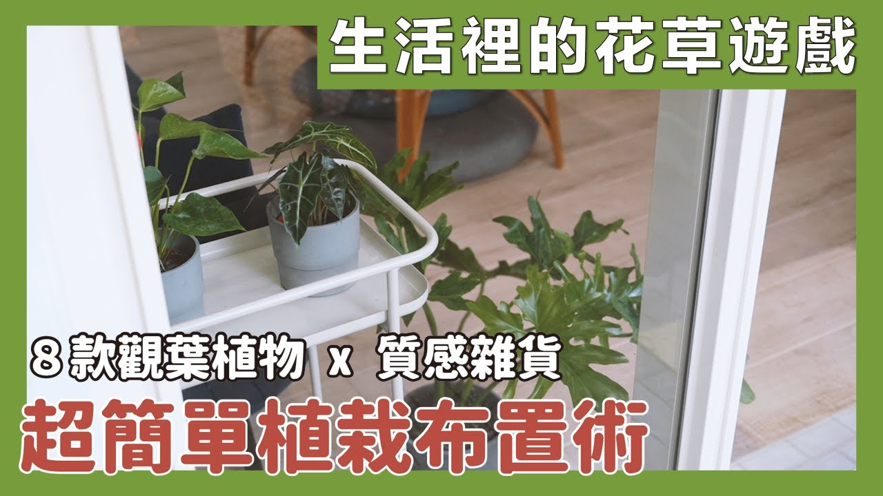 不藏私觀葉植物布置技巧大公開！新手入門必選，推薦８款最好種室內觀葉植物！簡單布置出４個超美居家角落花園！｜生活裡的花草遊戲｜蛙家