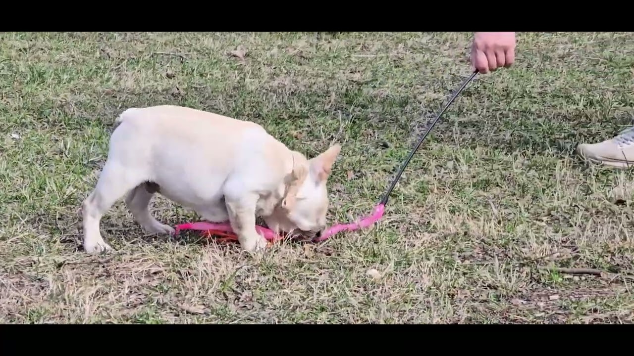 French Bulldog Puppy 