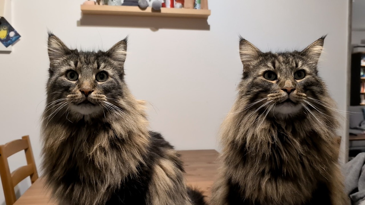 The Sweetest Way to Demand Dinner | Norwegian Forest Cats