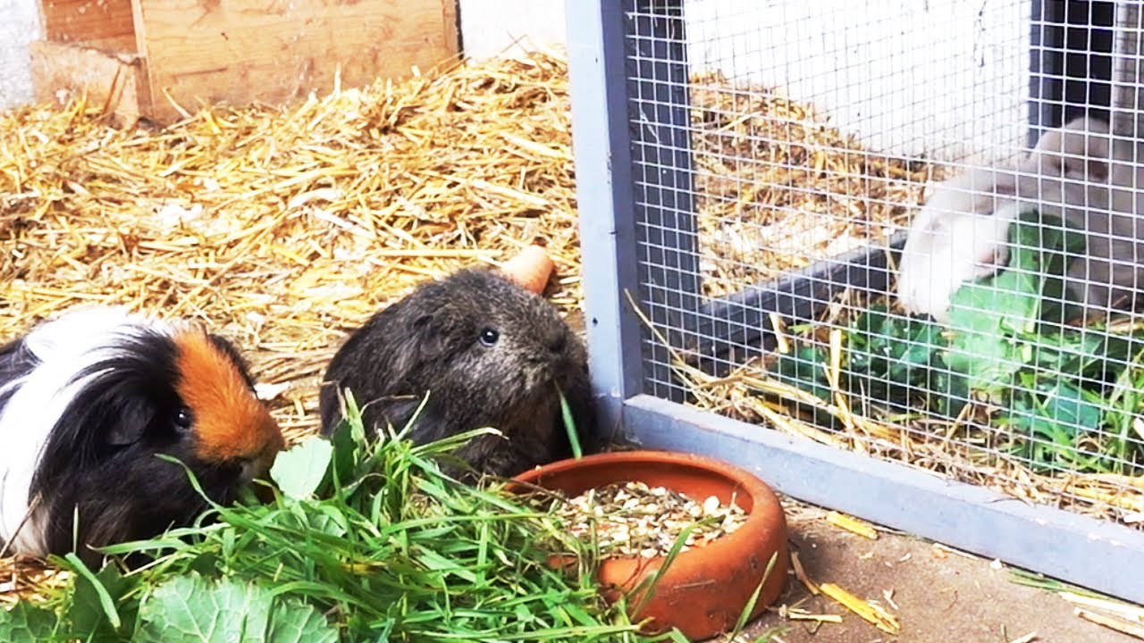 Bei den Meerschweinchen & Neuzugang!