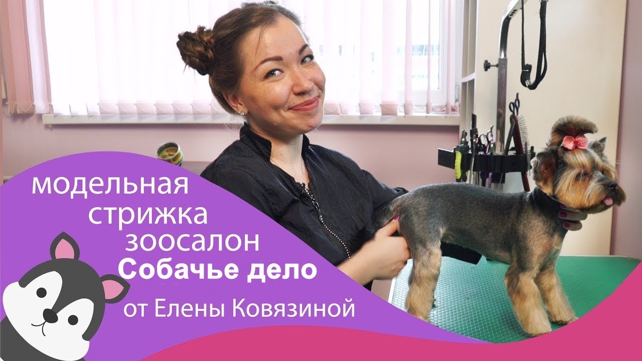 Модельная стрижка йоркширского терьера