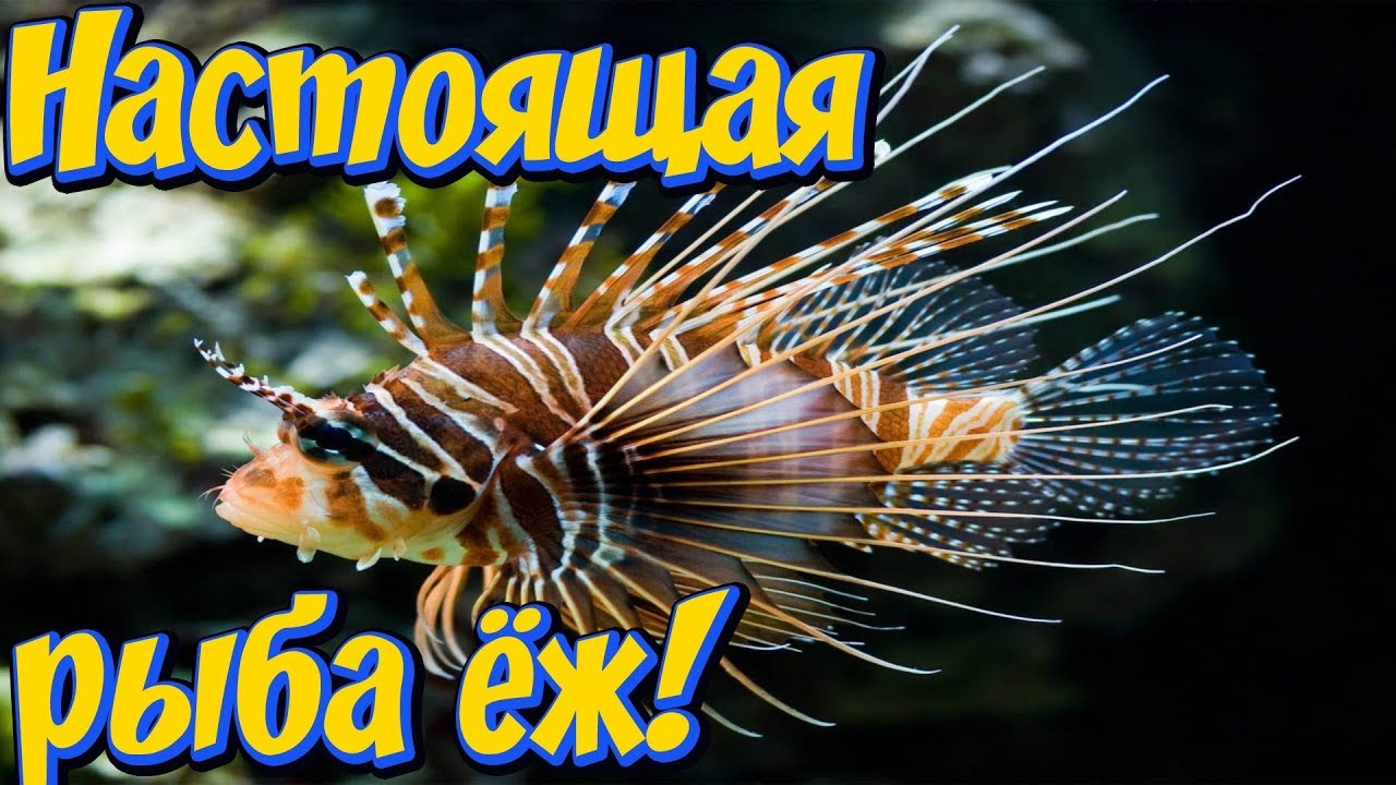 Морская рыба крылатка зебра в аквариуме! Морской аквариум Зооленда! Zooland в Харькове