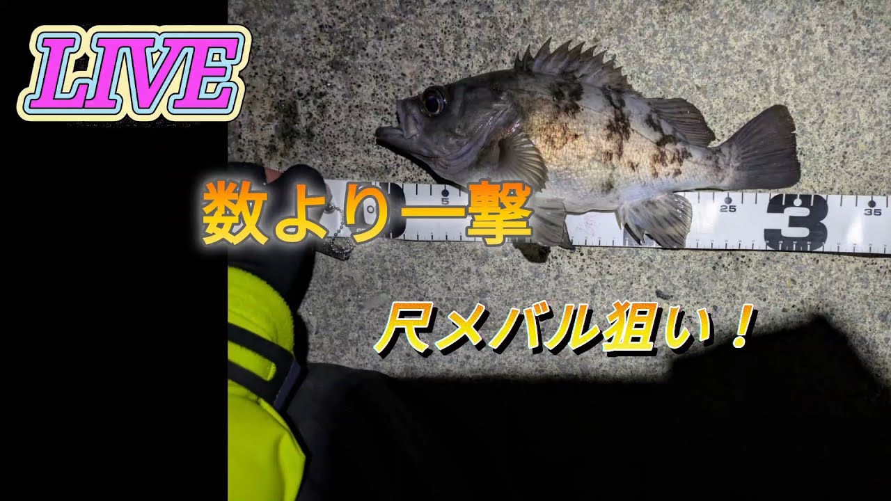 LIVE　出るか！ 一撃尺メバル狙い！