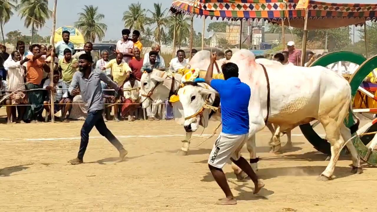 కోట, నెల్లూరు జిల్లా. కోటలొ ప్రారంభమైన ఎడ్ల పందాలు, బాలిరెడ్డిపాలెం ఏడ్ల తొ ప్రారంభమైన పందెం .