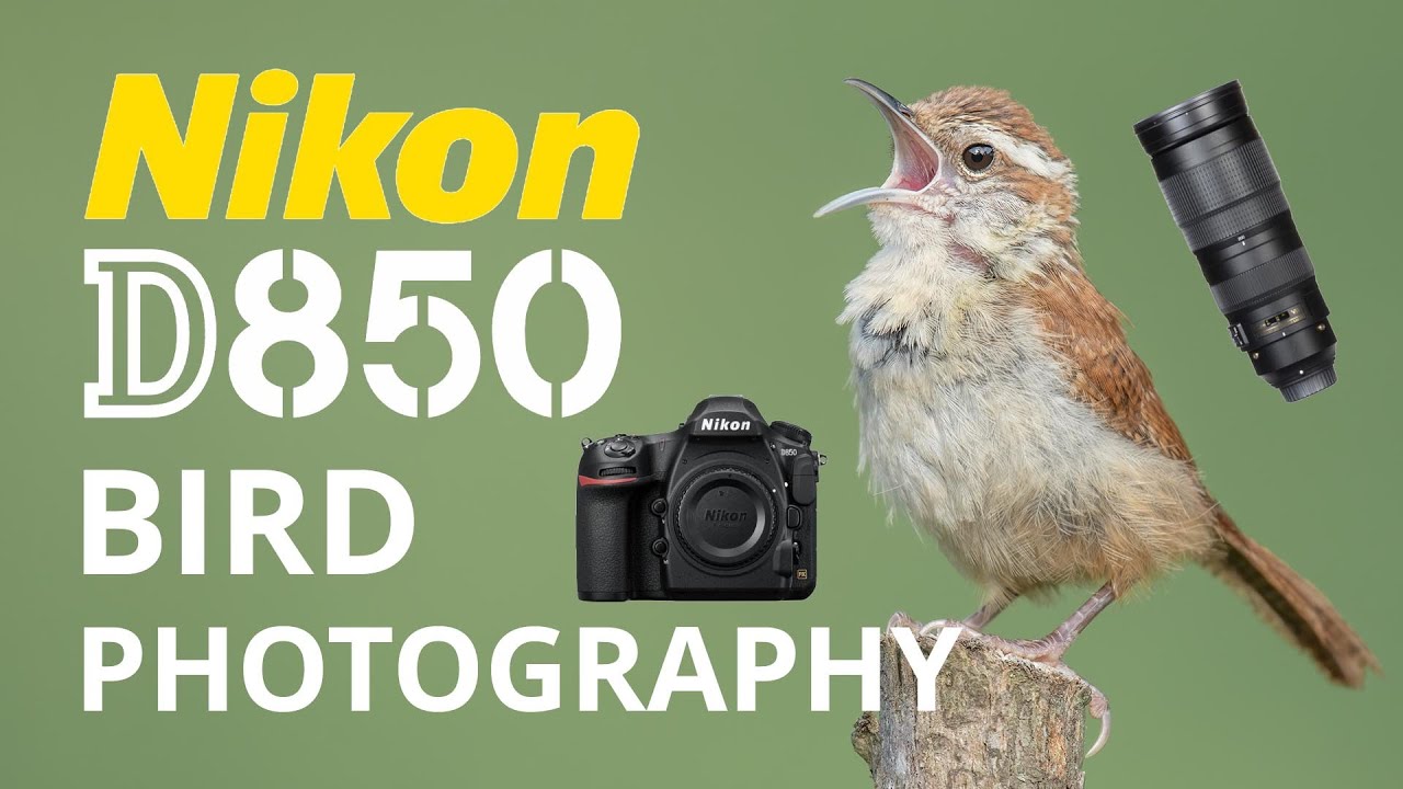 Nikon D850 Bird Photography with 200-500 5.6 Zoom Lens!