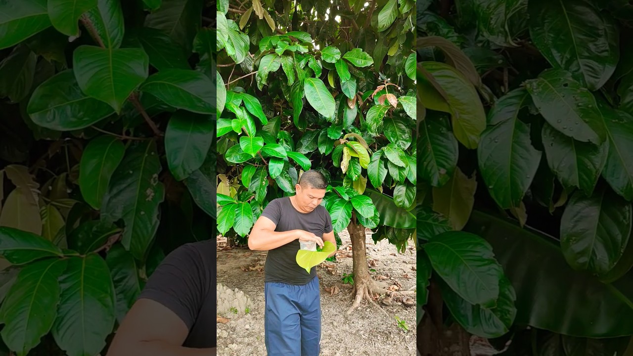 Daun Jambu Bol + Garam #shorts #viral #funny