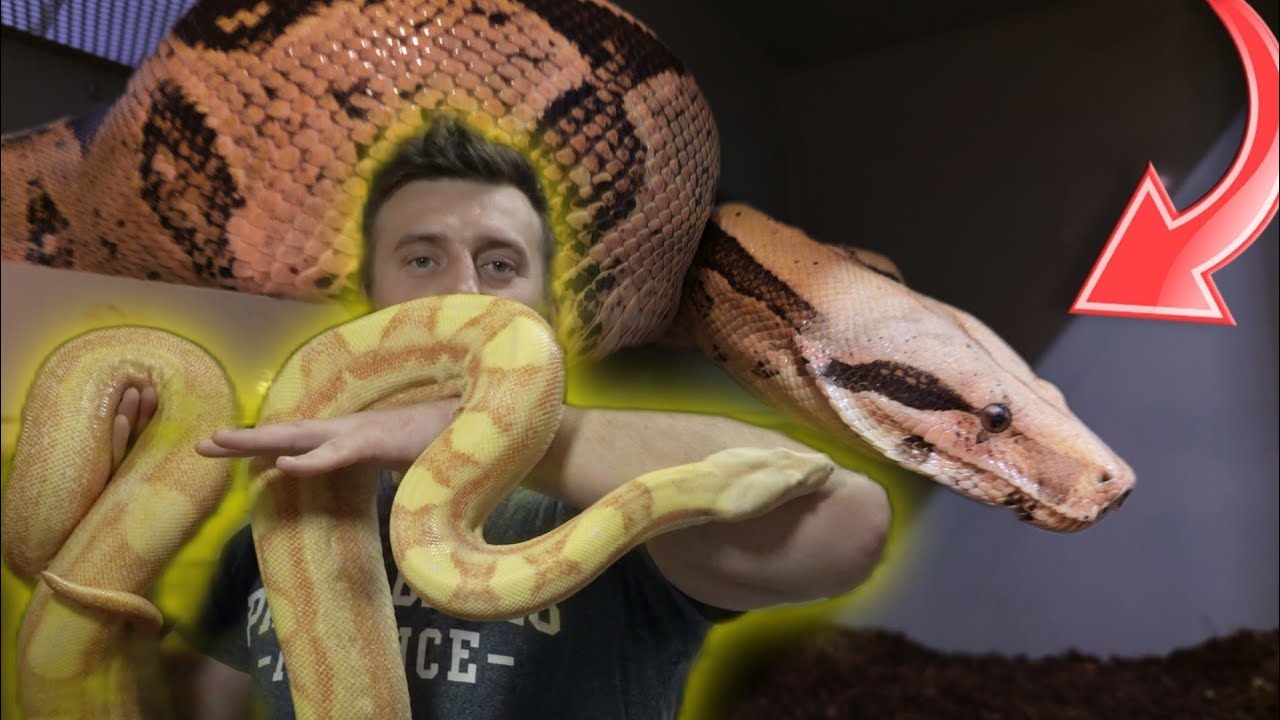 BOA CESARSKI - NAJLEPSZY WĄŻ DO TRZYMANIA W DOMU?