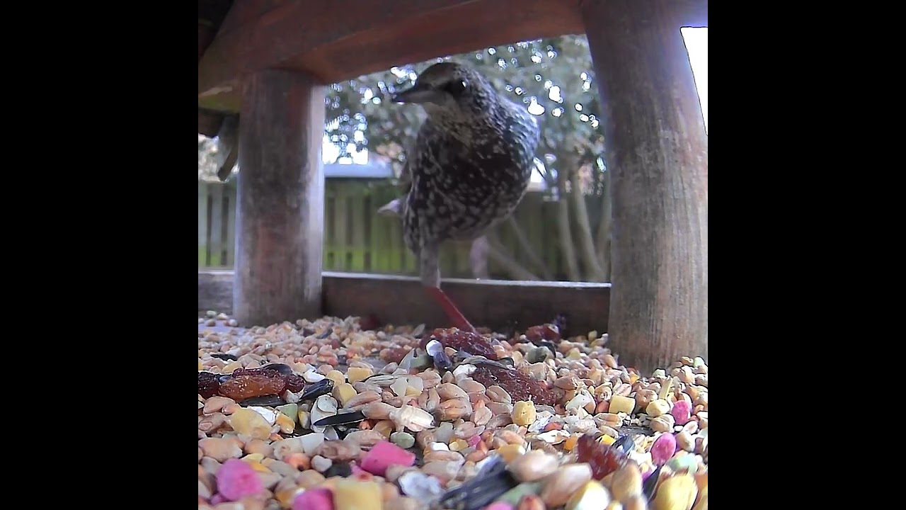 A hungry starling bird inside the garden bird table