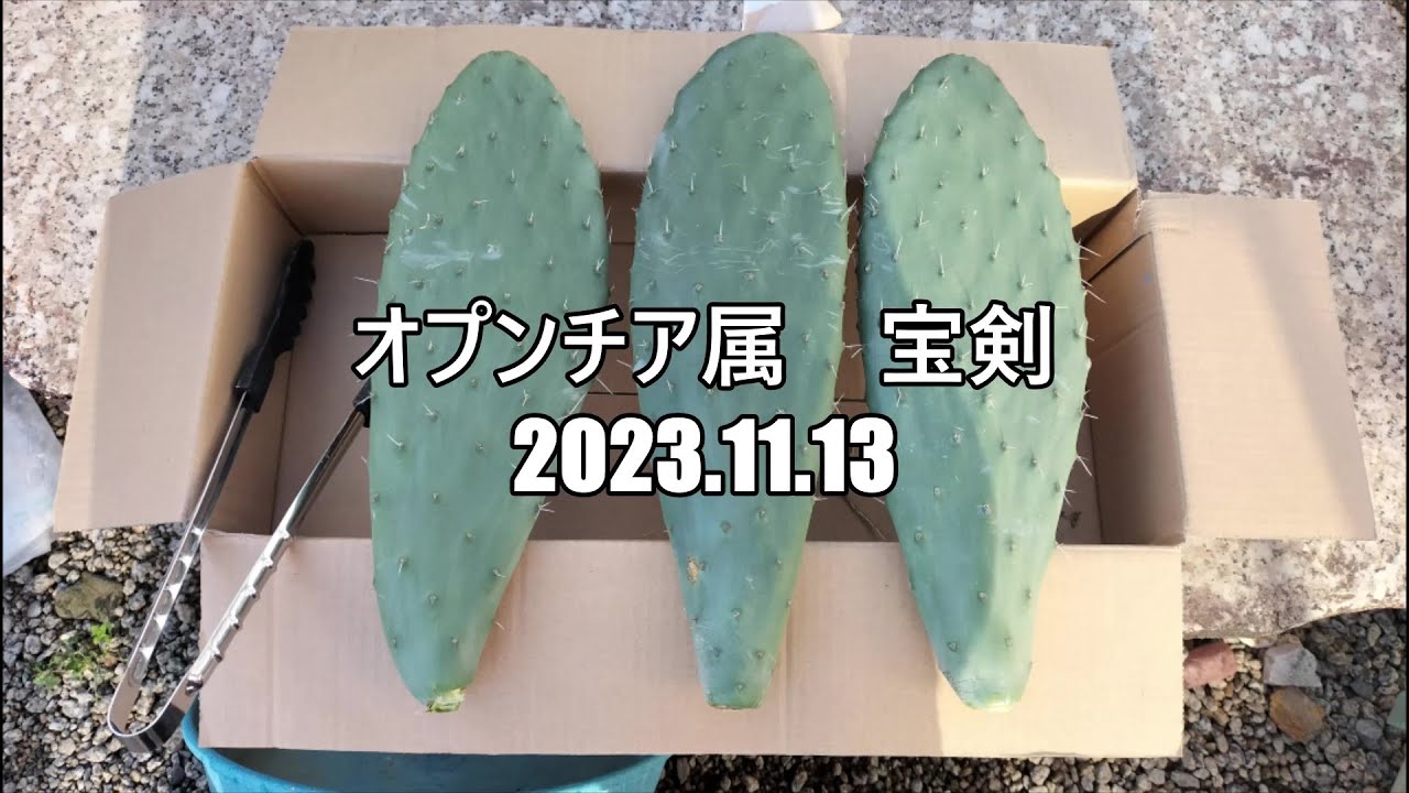 オプンチア属　宝剣　2023 11 13