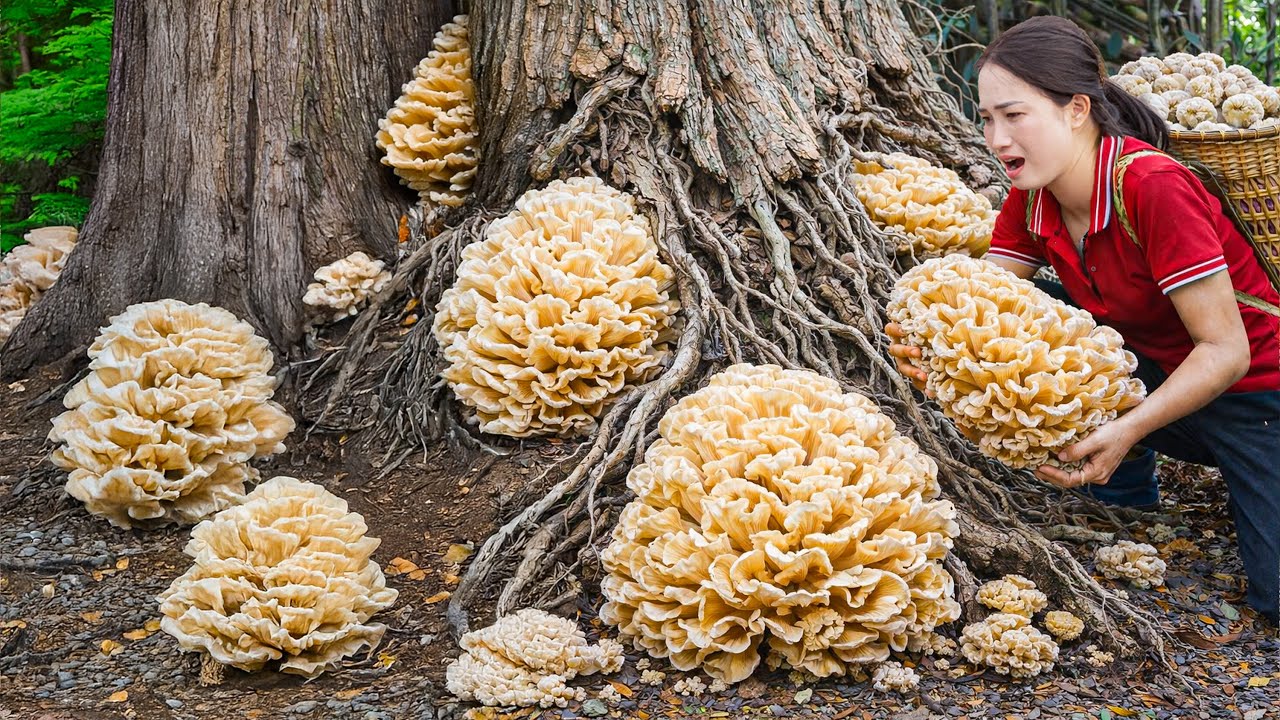 Harvesting Wild Medicinal Mushrooms to Sell, Curious Crowd With Aroma Of Mushroom | Survival Skills