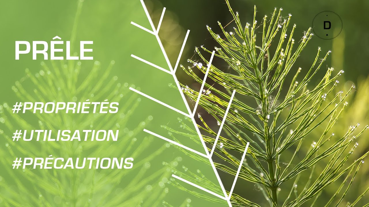 Comment utiliser la prêle ? - Phytothérapie