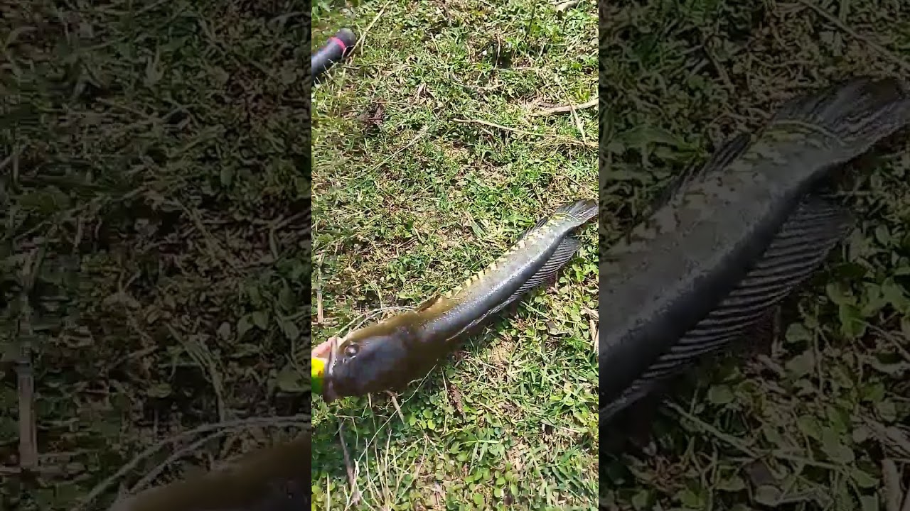 snakehead fish catch frog lure kopai river dam