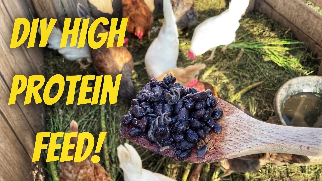 The Ultimate Homemade Chicken Feed