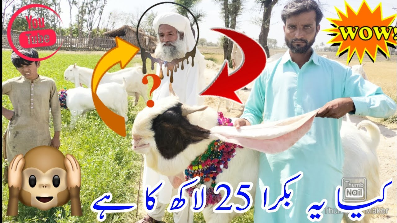 Mangal Khan Bugti | world Record Gulabi breed are breeder  | Today Latest Update