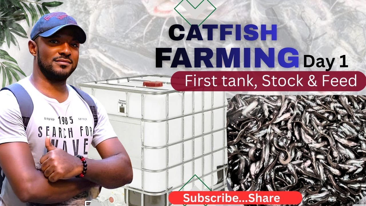 Catfish Farming Beginner Guide: Cleaning Your First Tank, Stocking & First Feed