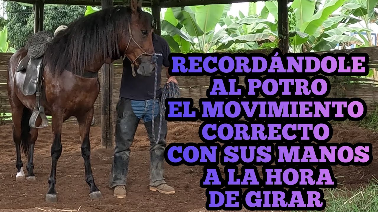RECORDÁNDOLE AL POTRO EL MOVIMIENTO CORRECTO CON SUS MANOS A LA HORA DE GIRAR quinta clase 